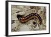 Cossus Cossus (Goat Moth, Carpenter Moth) - Caterpillar-Paul Starosta-Framed Photographic Print