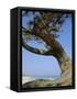 Costa Rey, Sardinia, Italy, Mediterranean, Europe-Oliviero Olivieri-Framed Stretched Canvas