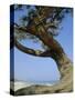 Costa Rey, Sardinia, Italy, Mediterranean, Europe-Oliviero Olivieri-Stretched Canvas