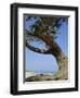 Costa Rey, Sardinia, Italy, Mediterranean, Europe-Oliviero Olivieri-Framed Photographic Print