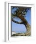 Costa Rey, Sardinia, Italy, Mediterranean, Europe-Oliviero Olivieri-Framed Photographic Print