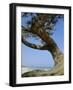 Costa Rey, Sardinia, Italy, Mediterranean, Europe-Oliviero Olivieri-Framed Photographic Print