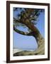 Costa Rey, Sardinia, Italy, Mediterranean, Europe-Oliviero Olivieri-Framed Photographic Print