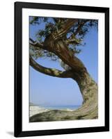 Costa Rey, Sardinia, Italy, Mediterranean, Europe-Oliviero Olivieri-Framed Photographic Print