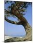 Costa Rey, Sardinia, Italy, Mediterranean, Europe-Oliviero Olivieri-Mounted Photographic Print