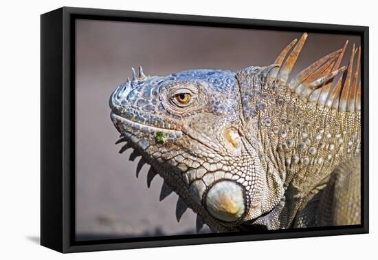 Costa Rica. a Green Iguana.-Nick Laing-Framed Stretched Canvas