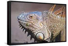 Costa Rica. a Green Iguana.-Nick Laing-Framed Stretched Canvas