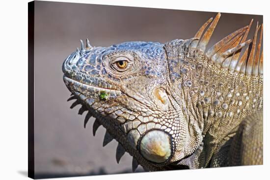 Costa Rica. a Green Iguana.-Nick Laing-Stretched Canvas