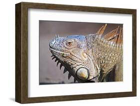 Costa Rica. a Green Iguana.-Nick Laing-Framed Photographic Print