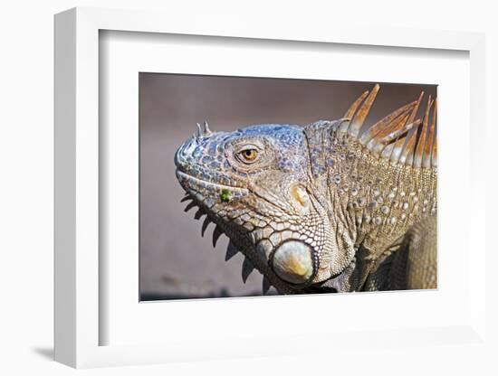 Costa Rica. a Green Iguana.-Nick Laing-Framed Photographic Print