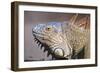 Costa Rica. a Green Iguana.-Nick Laing-Framed Photographic Print