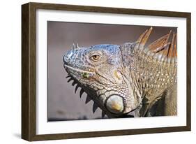 Costa Rica. a Green Iguana.-Nick Laing-Framed Photographic Print