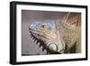 Costa Rica. a Green Iguana.-Nick Laing-Framed Photographic Print