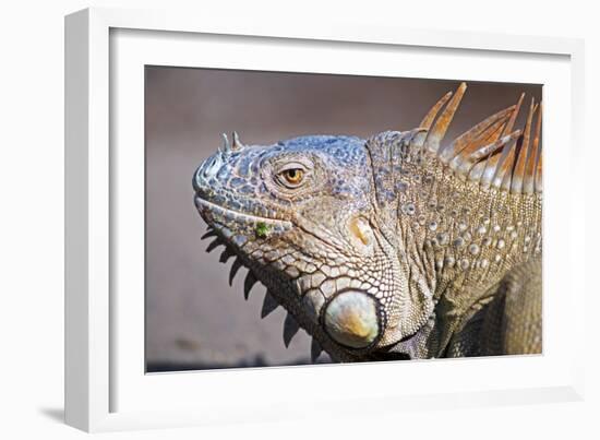 Costa Rica. a Green Iguana.-Nick Laing-Framed Photographic Print