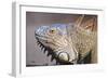 Costa Rica. a Green Iguana.-Nick Laing-Framed Photographic Print