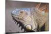 Costa Rica. a Green Iguana.-Nick Laing-Mounted Photographic Print