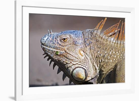 Costa Rica. a Green Iguana.-Nick Laing-Framed Photographic Print