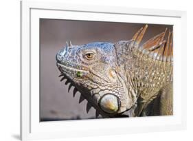 Costa Rica. a Green Iguana.-Nick Laing-Framed Photographic Print