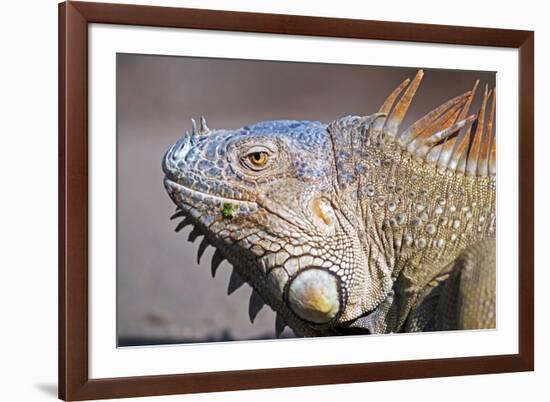 Costa Rica. a Green Iguana.-Nick Laing-Framed Photographic Print