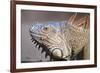 Costa Rica. a Green Iguana.-Nick Laing-Framed Photographic Print