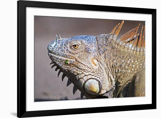 Costa Rica. a Green Iguana.-Nick Laing-Framed Photographic Print