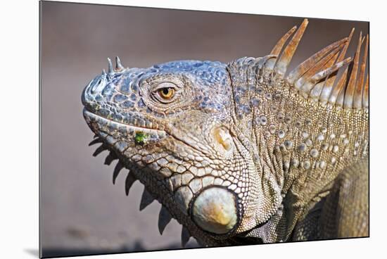 Costa Rica. a Green Iguana.-Nick Laing-Mounted Photographic Print