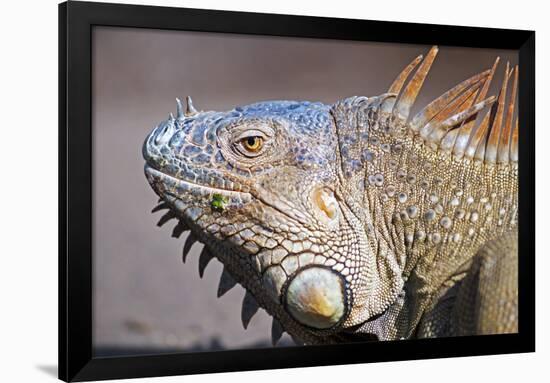 Costa Rica. a Green Iguana.-Nick Laing-Framed Photographic Print