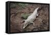 Costa Rica, American Crocodile Resting on Bank of Tarcoles River-Scott T. Smith-Framed Stretched Canvas