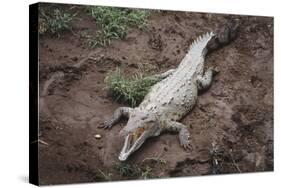 Costa Rica, American Crocodile Resting on Bank of Tarcoles River-Scott T. Smith-Stretched Canvas