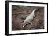 Costa Rica, American Crocodile Resting on Bank of Tarcoles River-Scott T. Smith-Framed Photographic Print