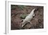 Costa Rica, American Crocodile Resting on Bank of Tarcoles River-Scott T. Smith-Framed Photographic Print