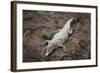 Costa Rica, American Crocodile Resting on Bank of Tarcoles River-Scott T. Smith-Framed Photographic Print