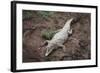 Costa Rica, American Crocodile Resting on Bank of Tarcoles River-Scott T. Smith-Framed Photographic Print