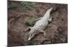 Costa Rica, American Crocodile Resting on Bank of Tarcoles River-Scott T. Smith-Mounted Photographic Print