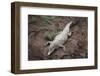 Costa Rica, American Crocodile Resting on Bank of Tarcoles River-Scott T. Smith-Framed Photographic Print