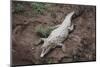 Costa Rica, American Crocodile Resting on Bank of Tarcoles River-Scott T. Smith-Mounted Photographic Print