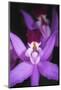 Costa Rica, Ankester Botanical Gardens, Close Up of Orchid-Scott T^ Smith-Mounted Photographic Print