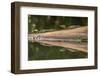 Costa Rica, Arenal. Baby Caimans Reflected in Water-Jaynes Gallery-Framed Photographic Print