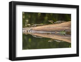 Costa Rica, Arenal. Baby Caimans Reflected in Water-Jaynes Gallery-Framed Photographic Print