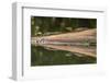 Costa Rica, Arenal. Baby Caimans Reflected in Water-Jaynes Gallery-Framed Photographic Print