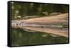 Costa Rica, Arenal. Baby Caimans Reflected in Water-Jaynes Gallery-Framed Stretched Canvas