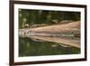 Costa Rica, Arenal. Baby Caimans Reflected in Water-Jaynes Gallery-Framed Photographic Print