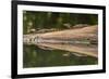 Costa Rica, Arenal. Baby Caimans Reflected in Water-Jaynes Gallery-Framed Photographic Print