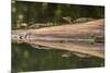 Costa Rica, Arenal. Baby Caimans Reflected in Water-Jaynes Gallery-Mounted Photographic Print