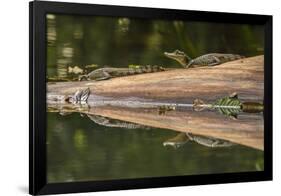 Costa Rica, Arenal. Baby Caimans Reflected in Water-Jaynes Gallery-Framed Photographic Print