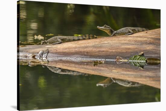 Costa Rica, Arenal. Baby Caimans Reflected in Water-Jaynes Gallery-Stretched Canvas