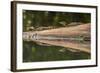 Costa Rica, Arenal. Baby Caimans Reflected in Water-Jaynes Gallery-Framed Photographic Print