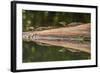 Costa Rica, Arenal. Baby Caimans Reflected in Water-Jaynes Gallery-Framed Photographic Print