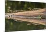 Costa Rica, Arenal. Baby Caimans Reflected in Water-Jaynes Gallery-Mounted Photographic Print