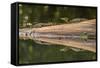 Costa Rica, Arenal. Baby Caimans Reflected in Water-Jaynes Gallery-Framed Stretched Canvas